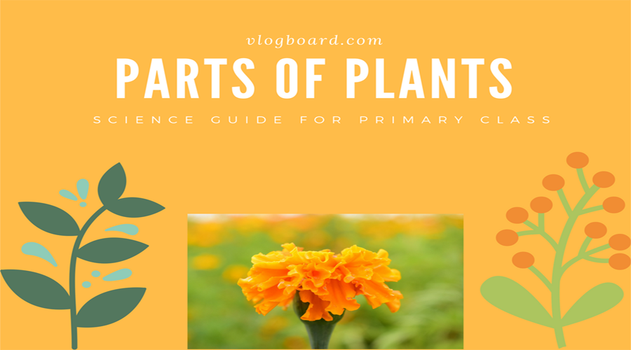 parts of plants