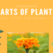 parts of plants